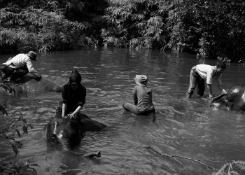 Jejak Terakhir Rimbani