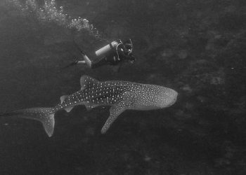 Kapoposang: Di Antara Sunyi dan Hiu Paus