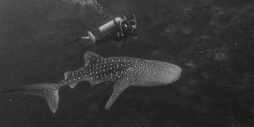 Kapoposang: Di Antara Sunyi dan Hiu Paus